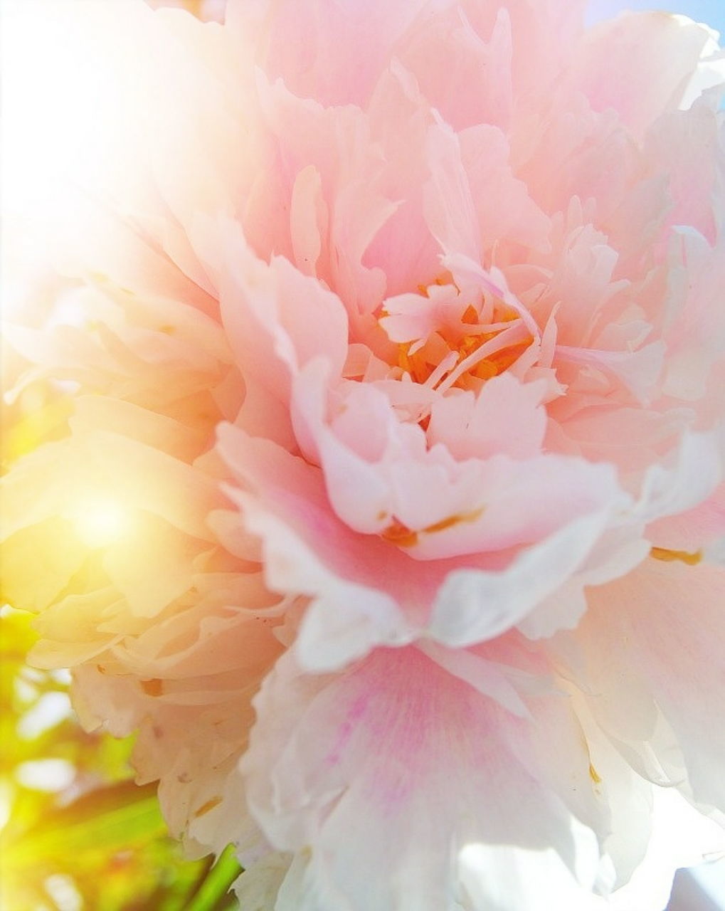 CLOSE-UP OF PINK FLOWERS BLOOMING