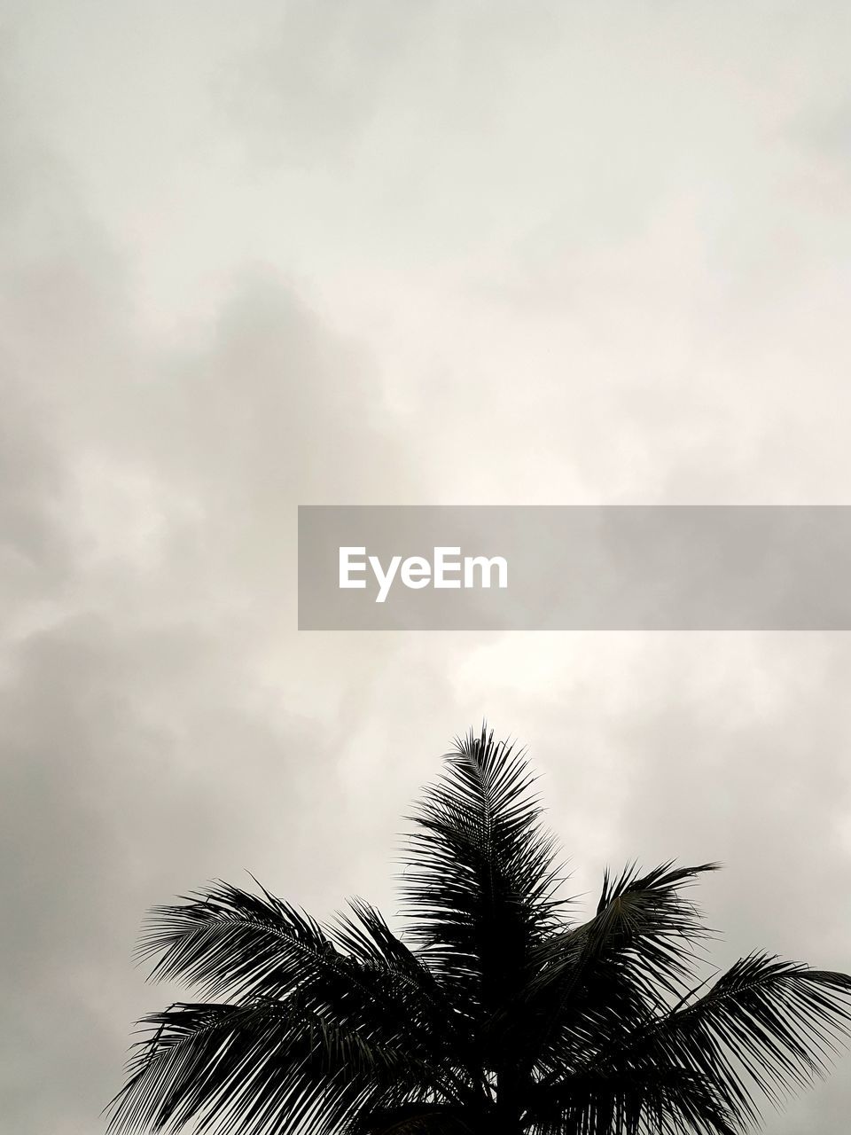 LOW ANGLE VIEW OF SILHOUETTE PALM TREE AGAINST SKY