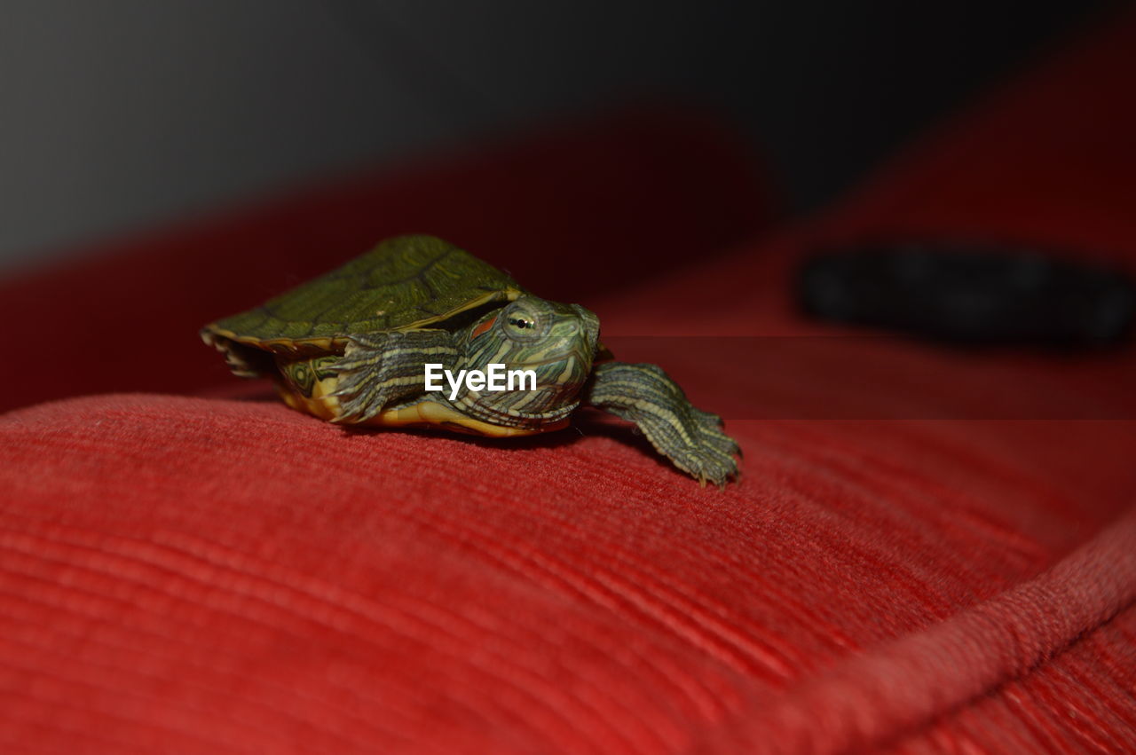 Close-up of small turtle on red sofa