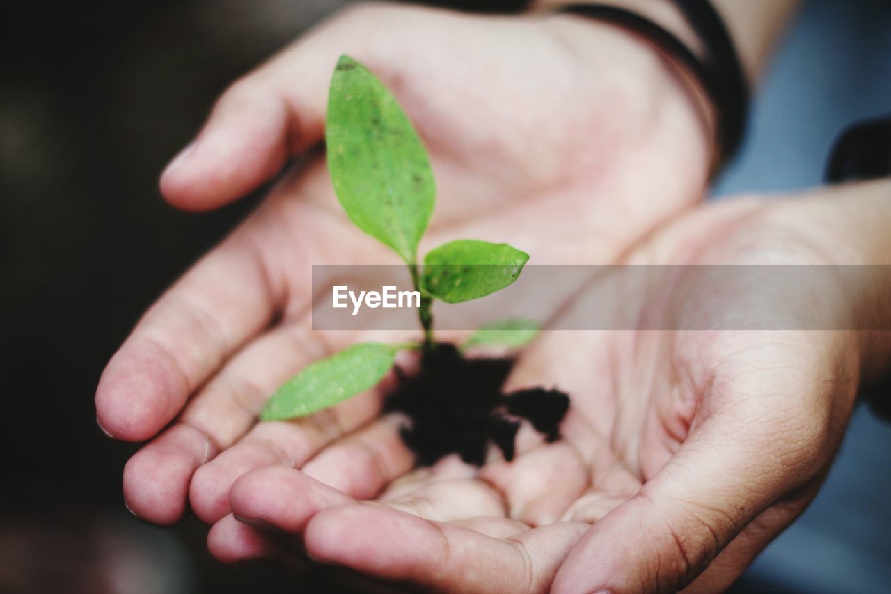 Cropped image of hands holding seedling