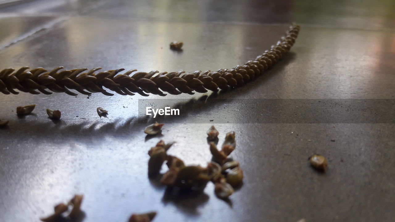 Close-up of dry twig on tiled floor