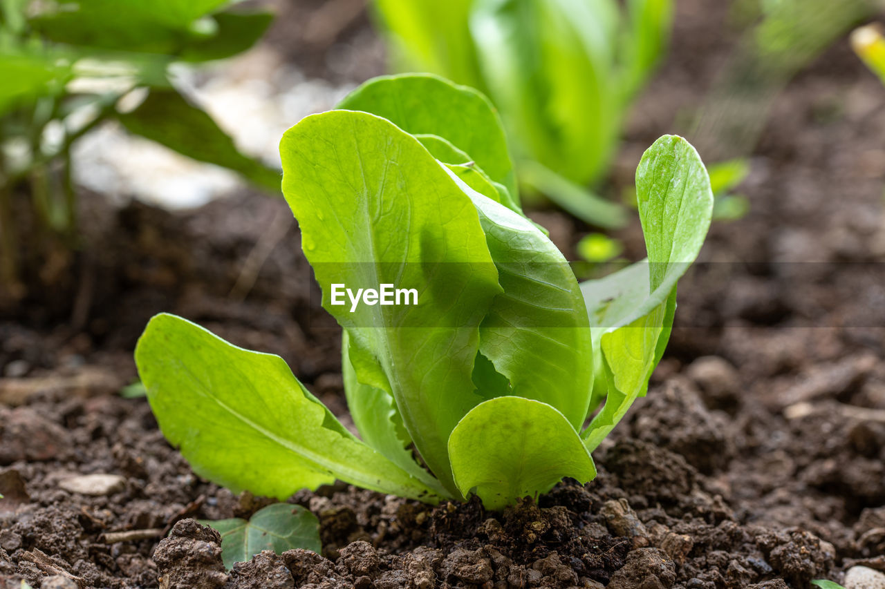 Close-up of lettuce