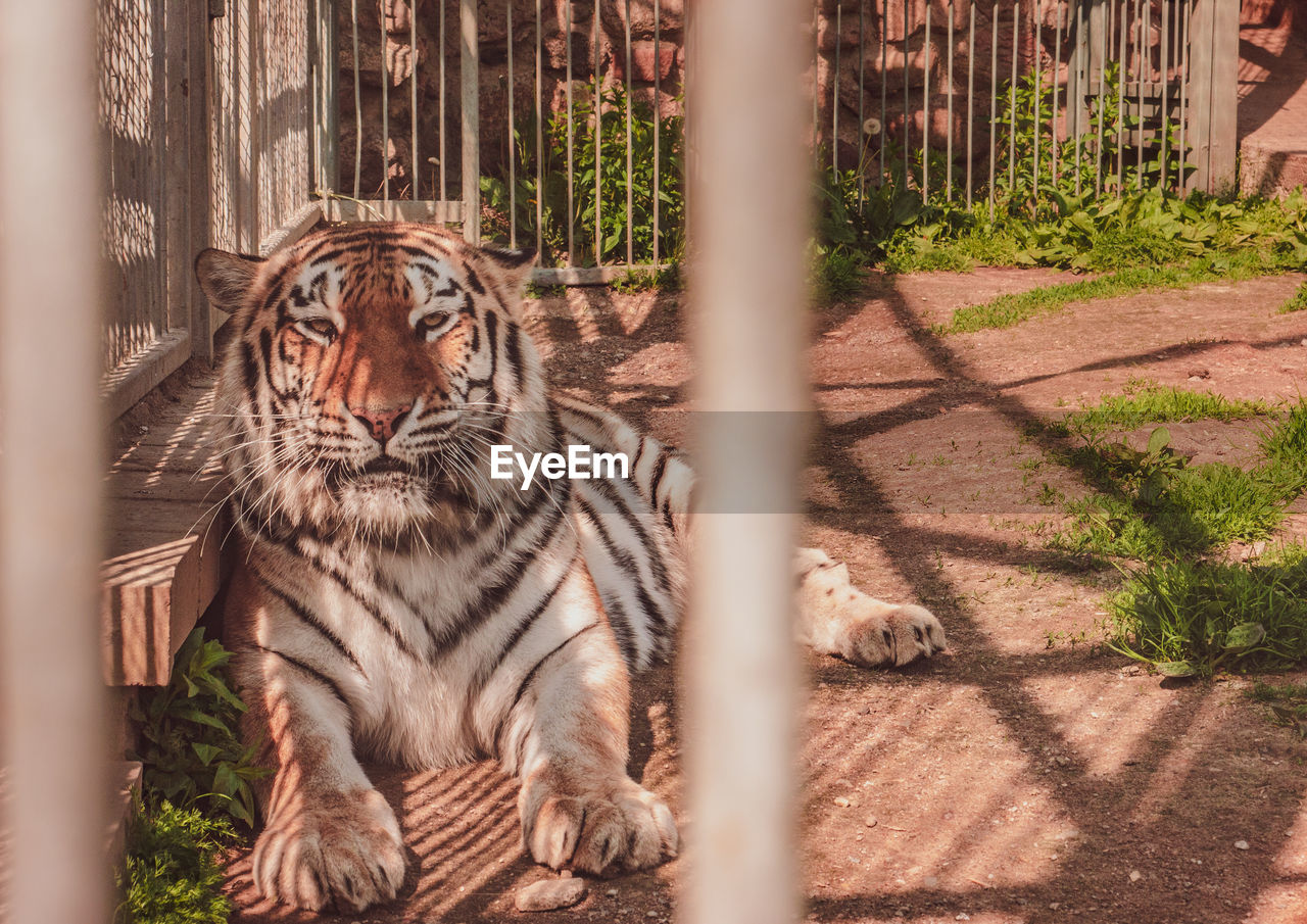 CAT LOOKING AT ZOO