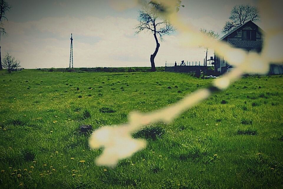 TREES ON GRASSY FIELD AGAINST SKY