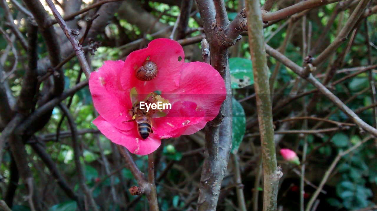 CLOSE-UP OF PINK FLOWER ON TREE BRANCH