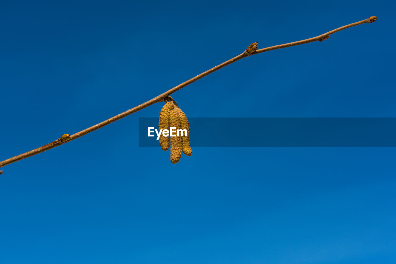 Low angle view of plant against clear blue sky