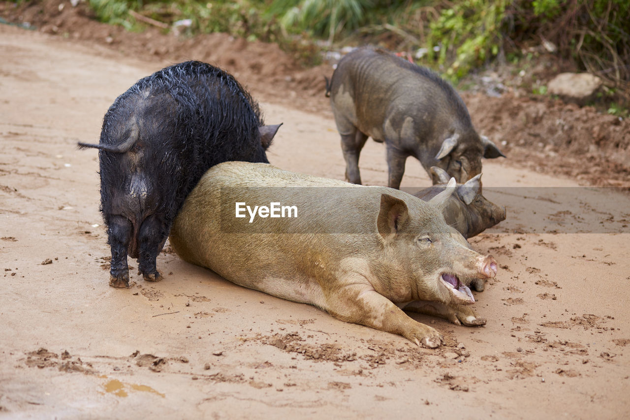 Pigs with piglet on sand