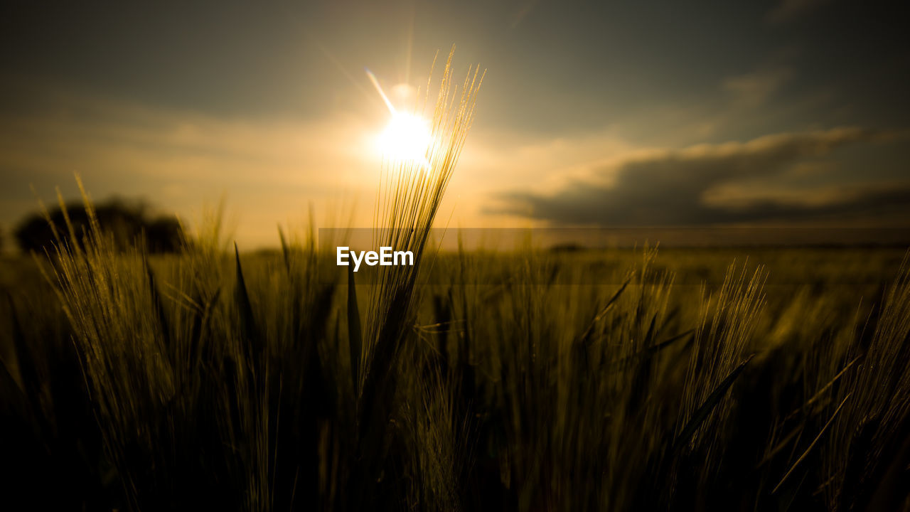 Close-up of stalks in field against bright sun