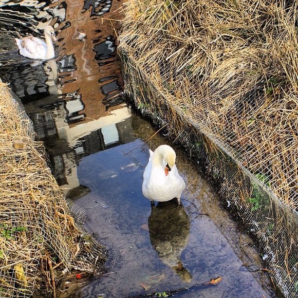 BIRDS IN WATER