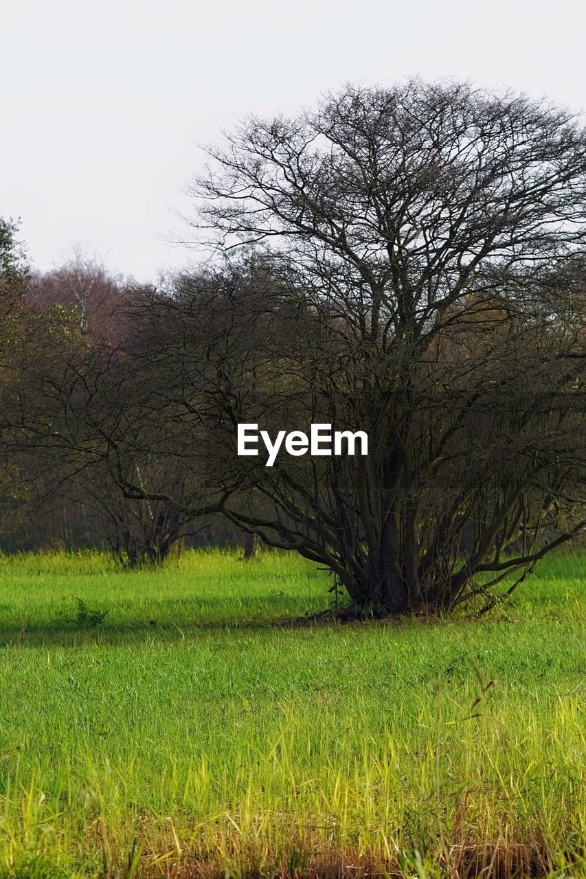 Bare trees on grassy field against clear sky