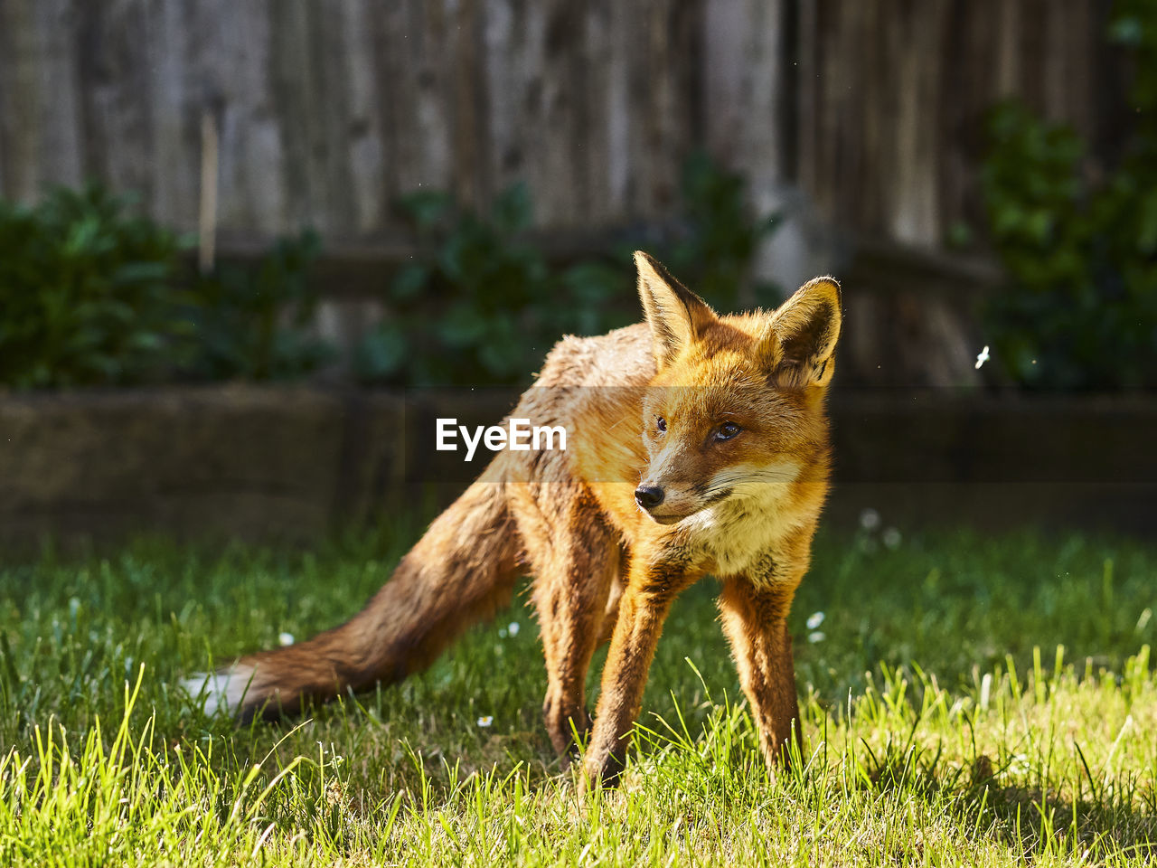 Fox standing on field
