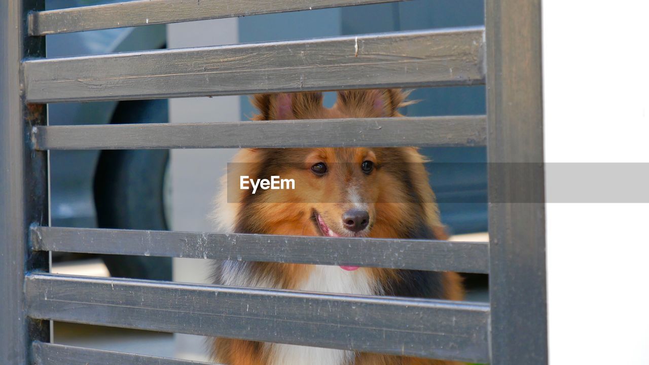 Portrait of dog looking through metal fence