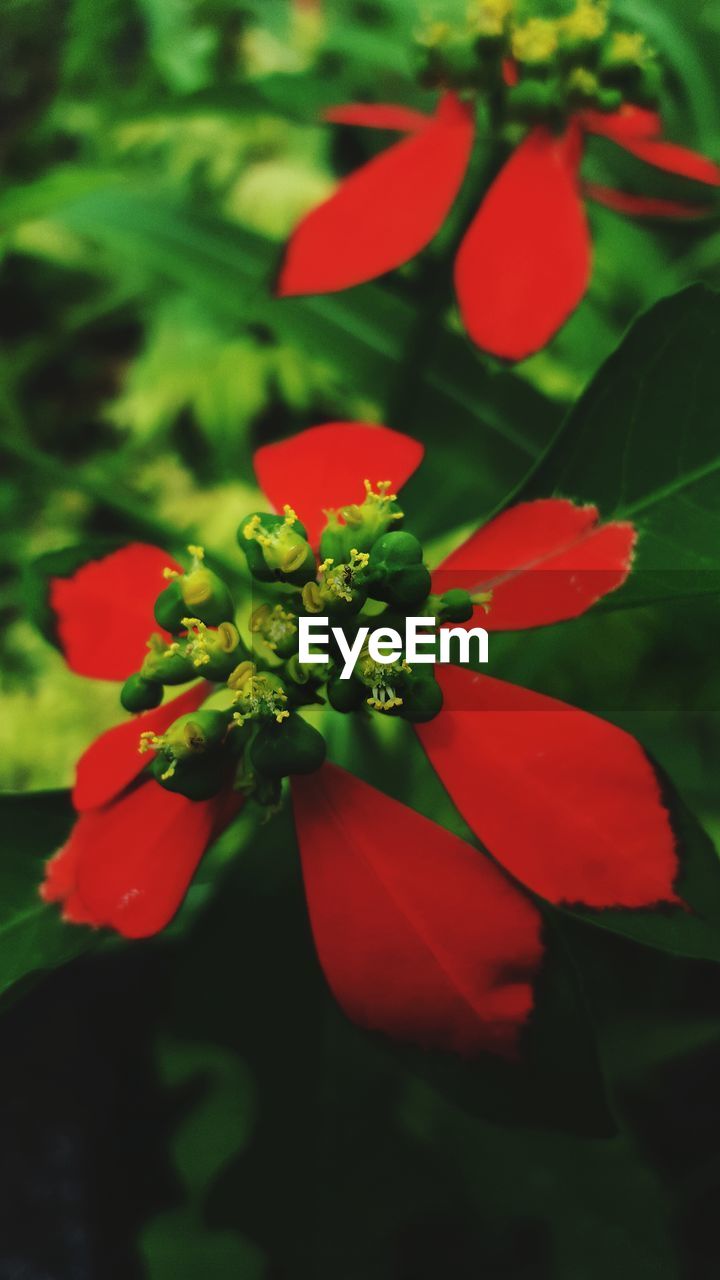 Close-up of red flowers