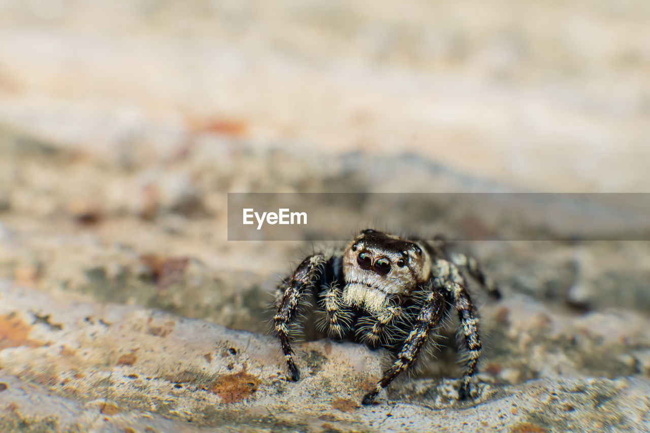 CLOSE-UP OF BUTTERFLY ON SAND