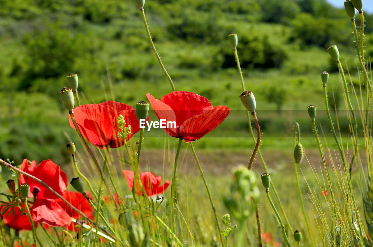 Red poppy field in golden wheat field during summer at countryside in transylvania.