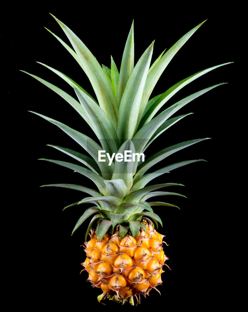 Close-up of pineapple against black background