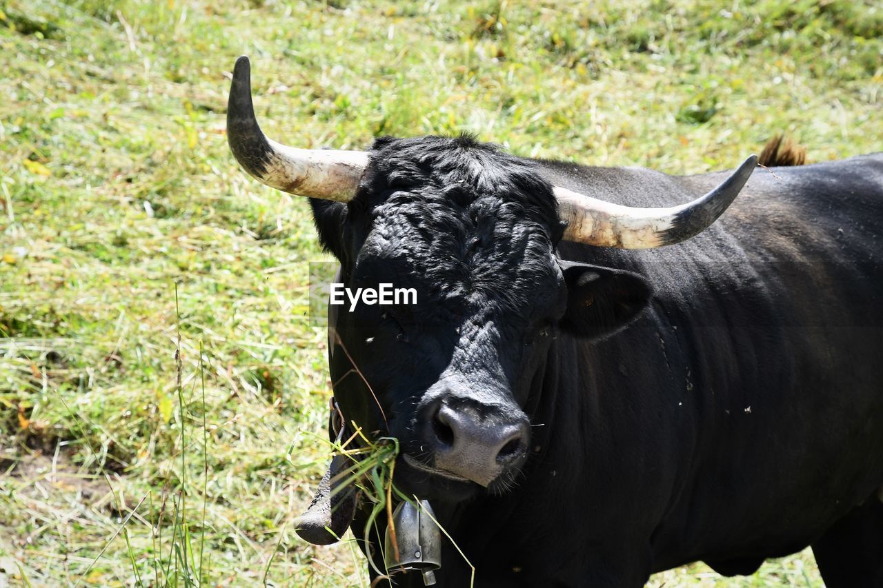 Grazing black cow, cogne, aosta valley 