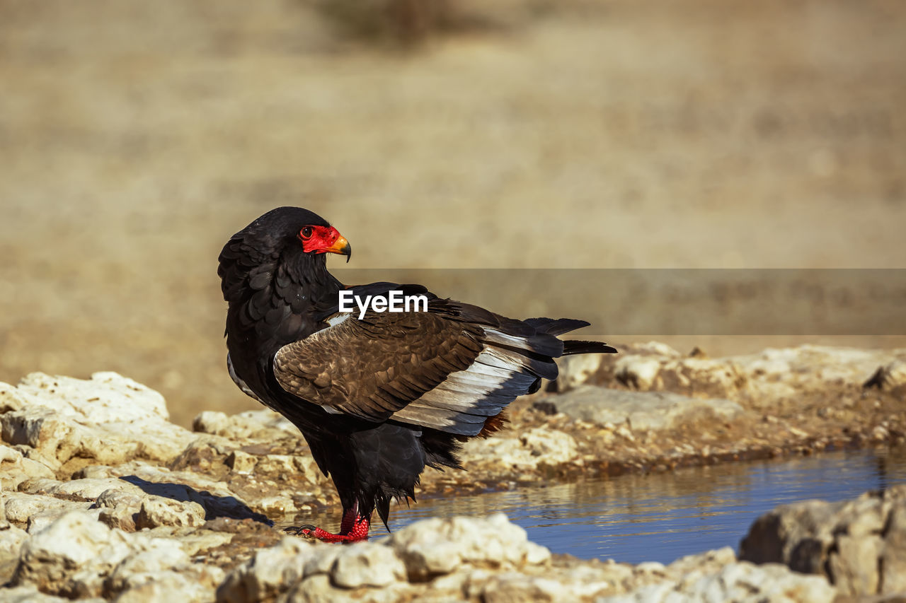 animal themes, bird, animal, animal wildlife, wildlife, one animal, nature, no people, rock, beak, day, water, black, outdoors, full length