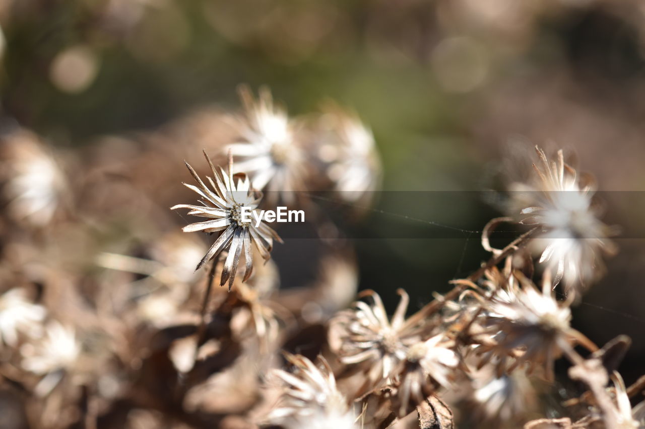 Close-up of wilted dandelion on field