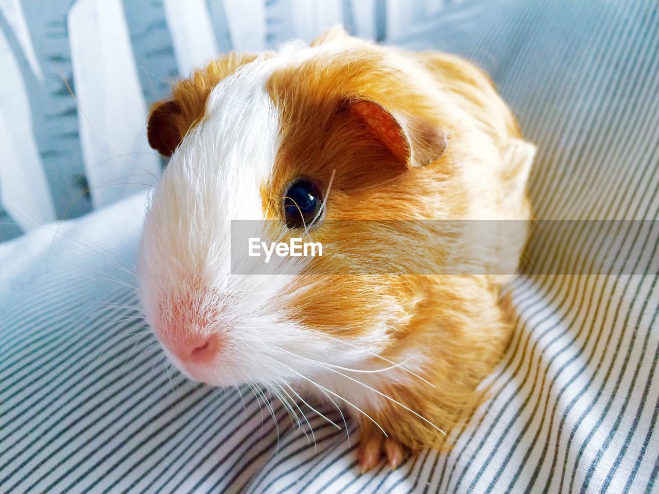 Close-up of guinea pig on sofa