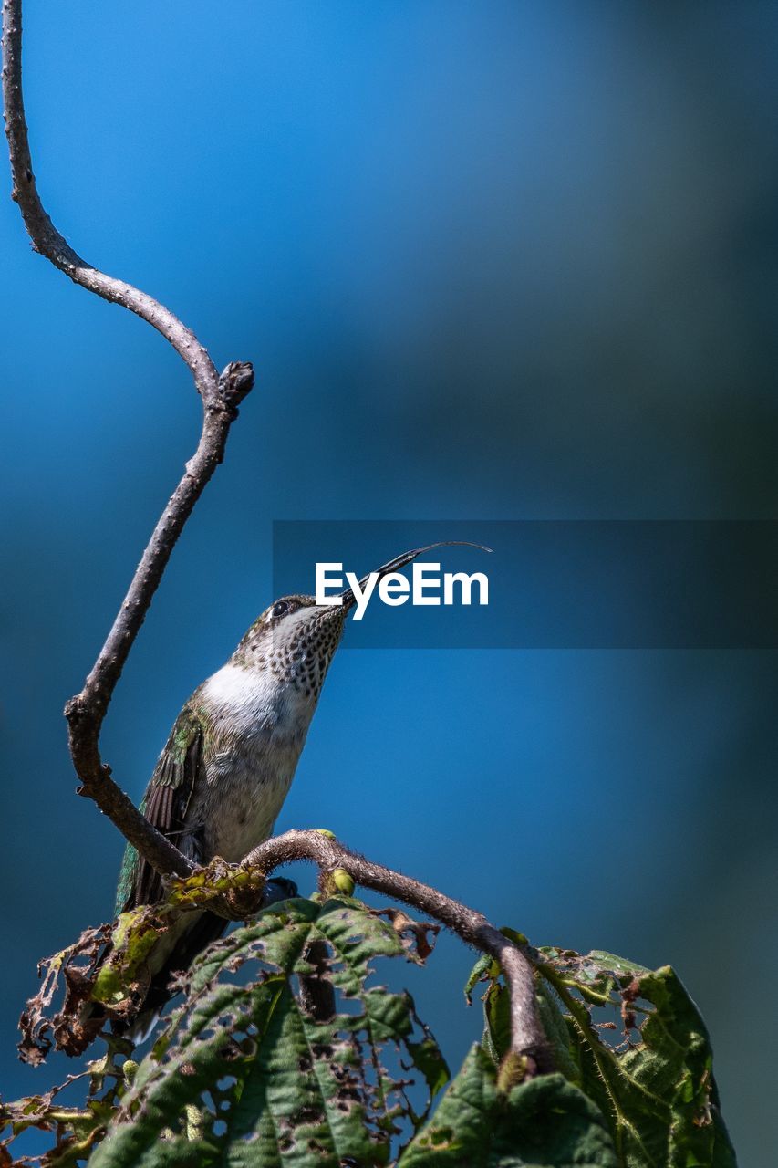 Low angle view of hummingbird perching on branch against sky