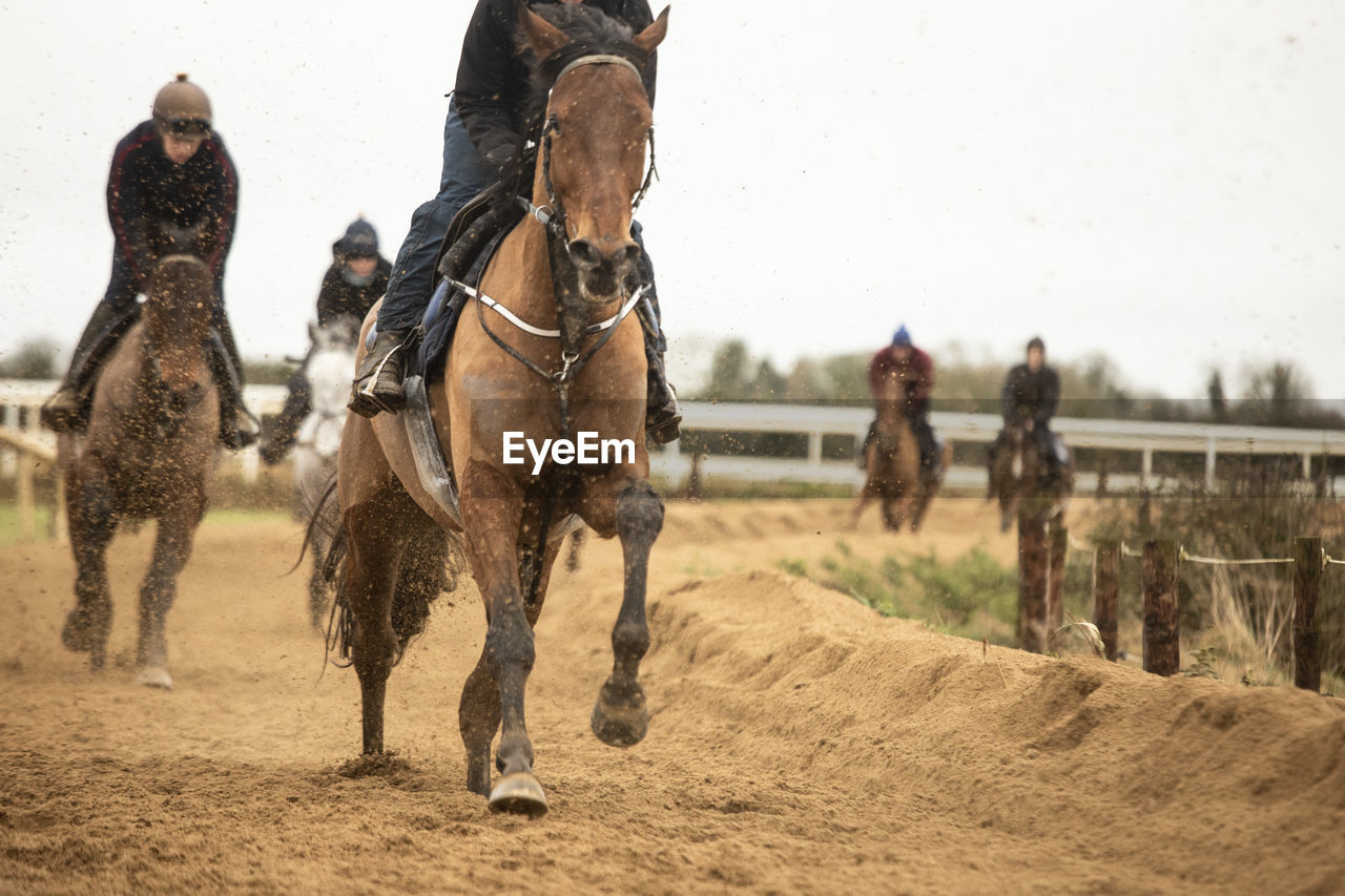 Group of horses racing in a field