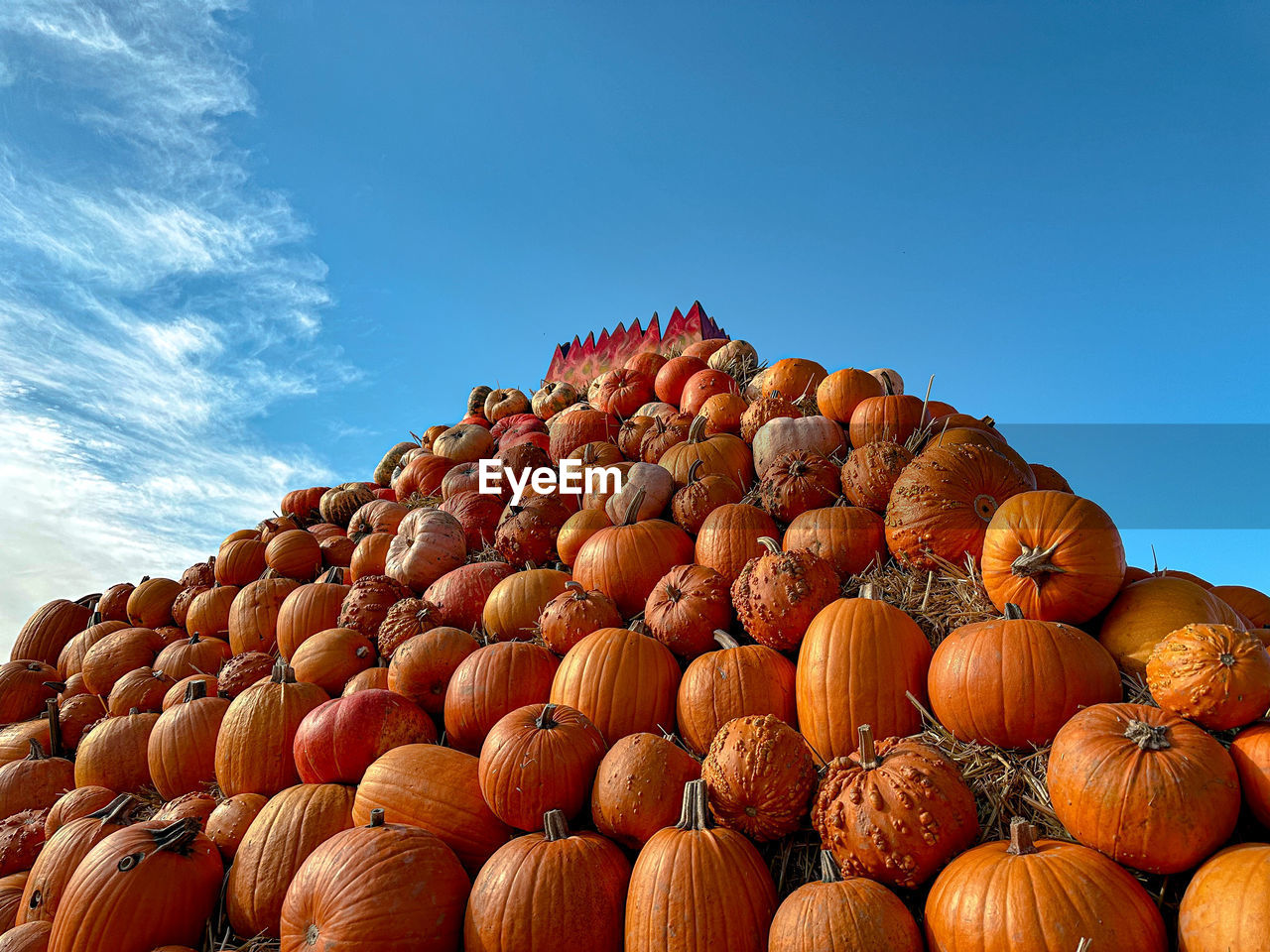 food and drink, food, large group of objects, sky, pumpkin, healthy eating, nature, abundance, agriculture, vegetable, no people, fruit, blue, orange color, autumn, freshness, crop, harvesting, wellbeing, celebration, day, outdoors, winter squash, landscape, farm, in a row, rural scene, land, produce, cloud