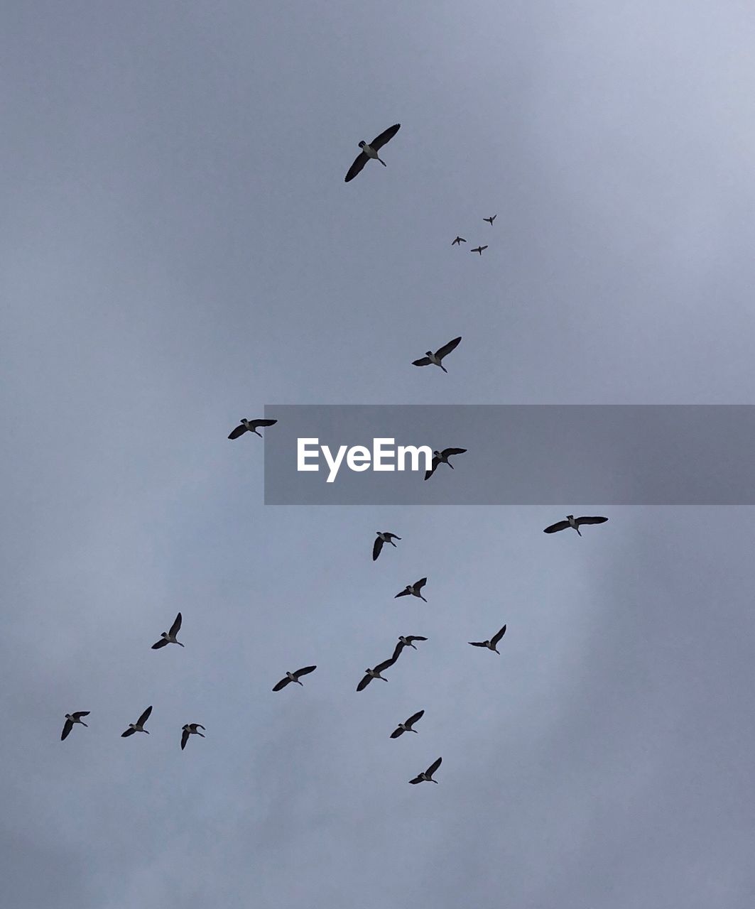 LOW ANGLE VIEW OF BIRDS IN THE SKY