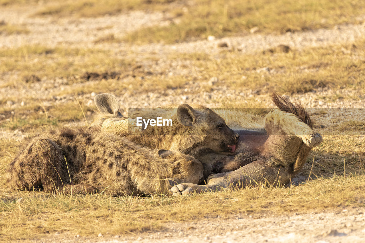 A spotted hyena suckles her cub 