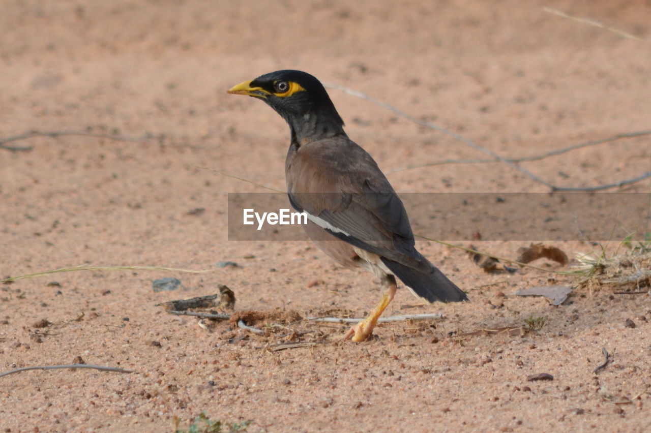 Close-up of bird perching on ground