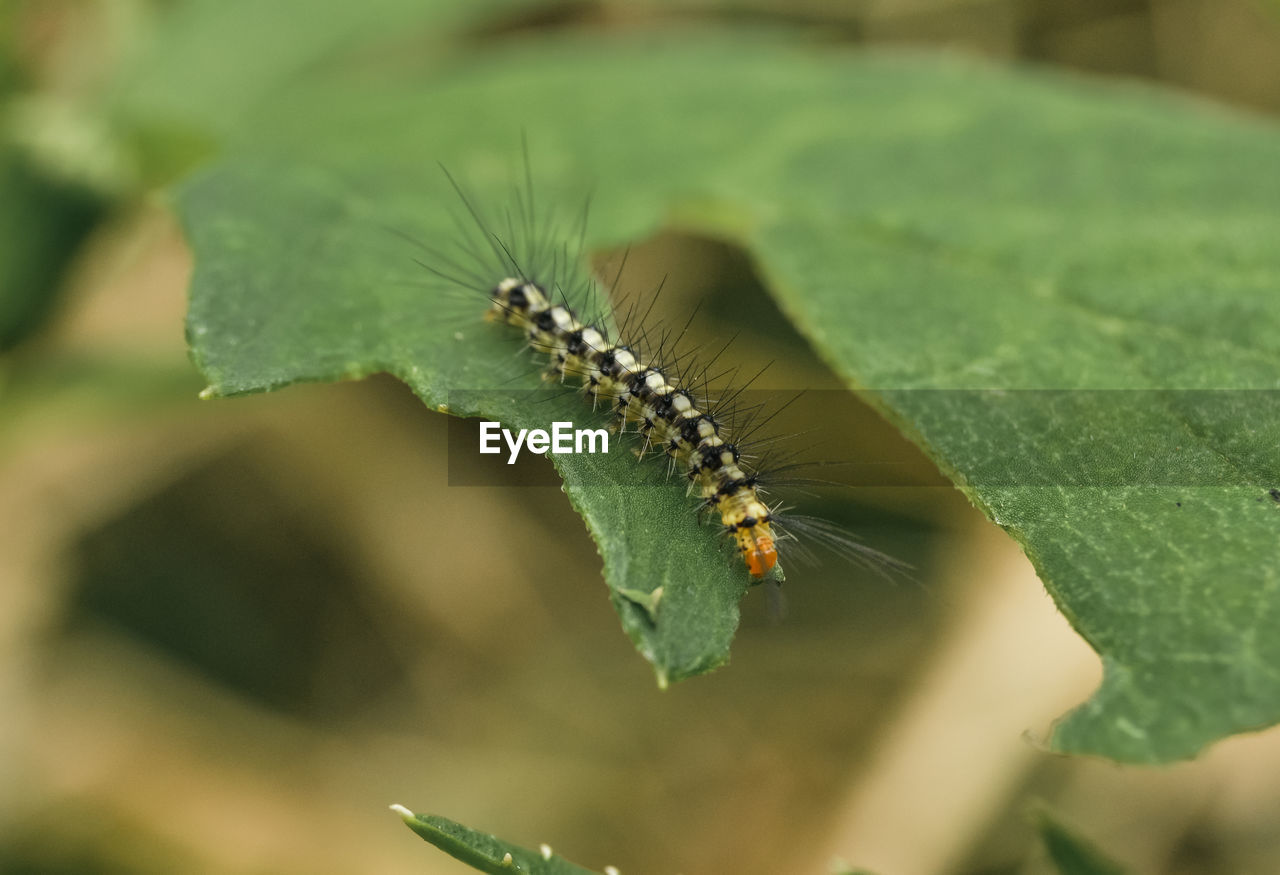 green, caterpillar, animal themes, animal, animal wildlife, moths and butterflies, insect, nature, close-up, one animal, larva, leaf, wildlife, macro photography, plant part, plant, no people, outdoors, selective focus, macro, plant stem, day, environment, beauty in nature, focus on foreground, worm, animal body part