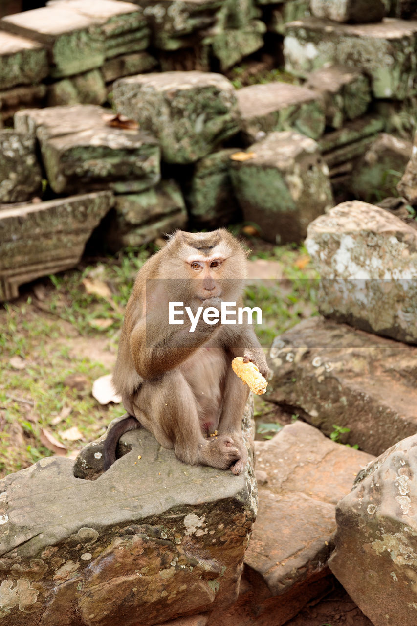 MONKEY SITTING ON ROCK