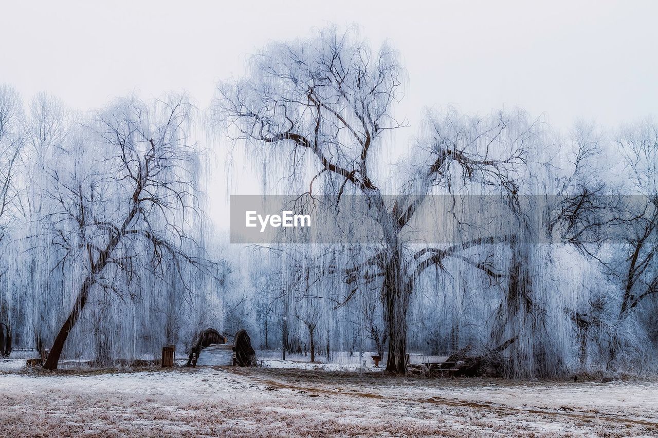 Bare trees on snow covered landscape against sky