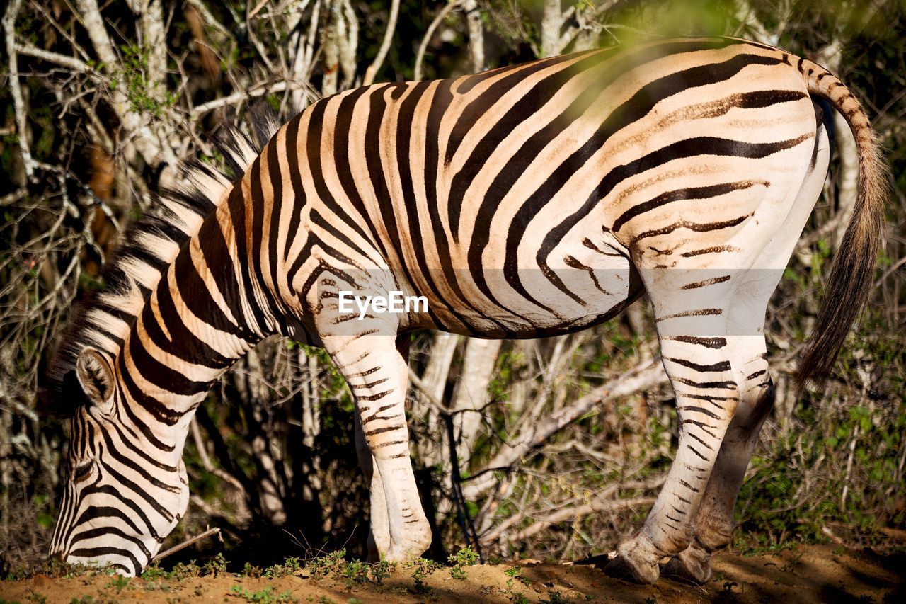 VIEW OF ZEBRAS STANDING IN A FIELD