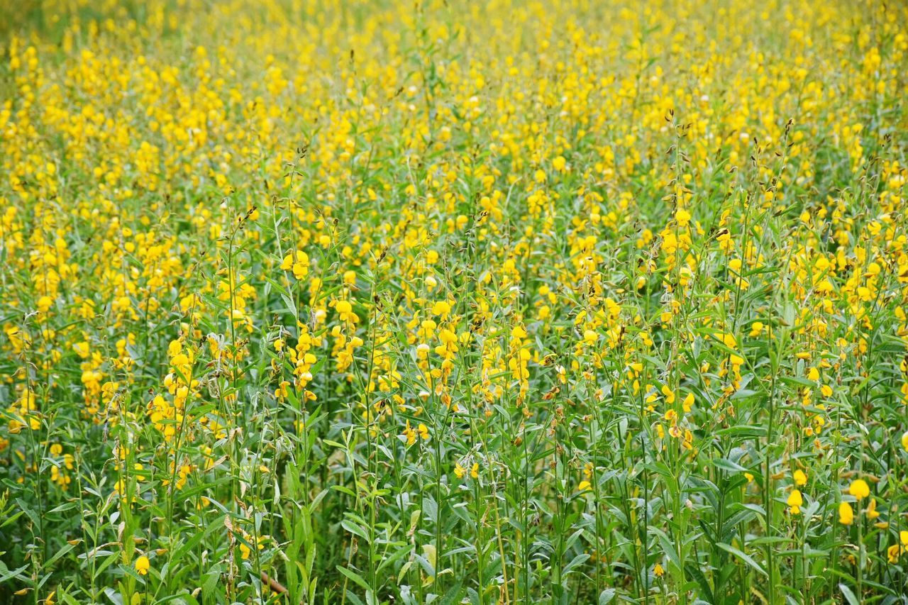 Full frame shot of yellow flowers growing in field