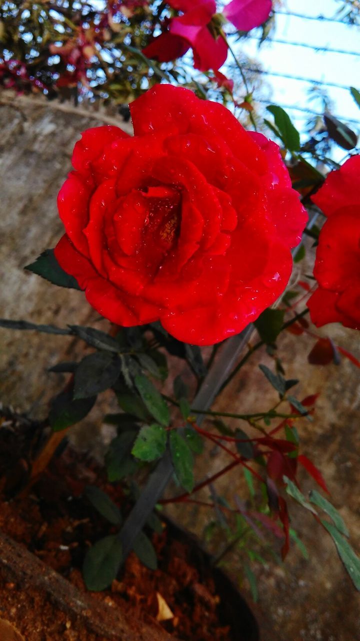 CLOSE-UP OF RED ROSE FLOWER