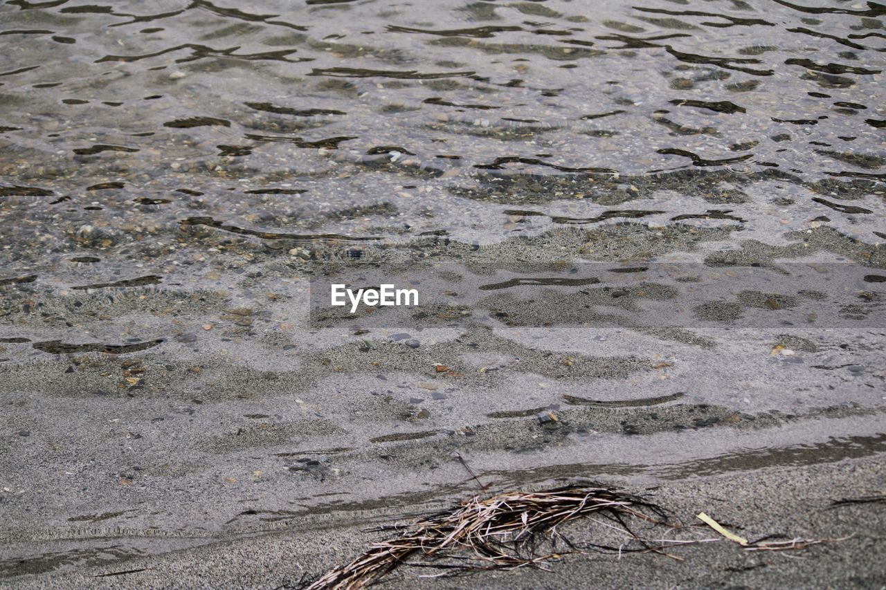 HIGH ANGLE VIEW OF CRAB ON SHORE