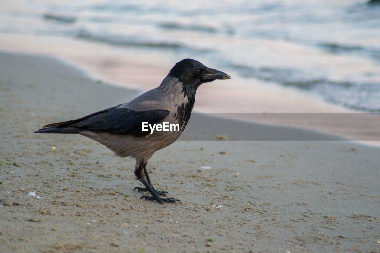 BIRD ON SHORE