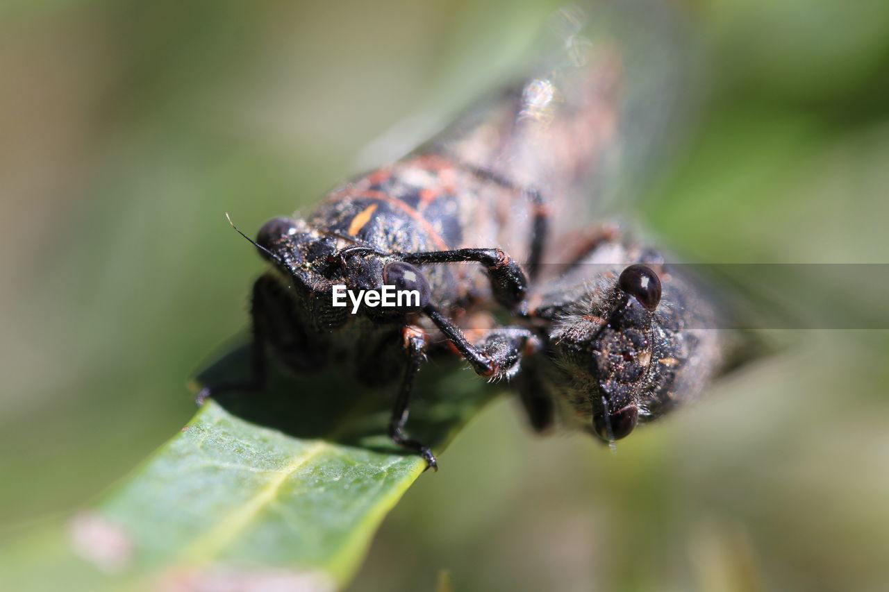 Close-up of insects on leaf