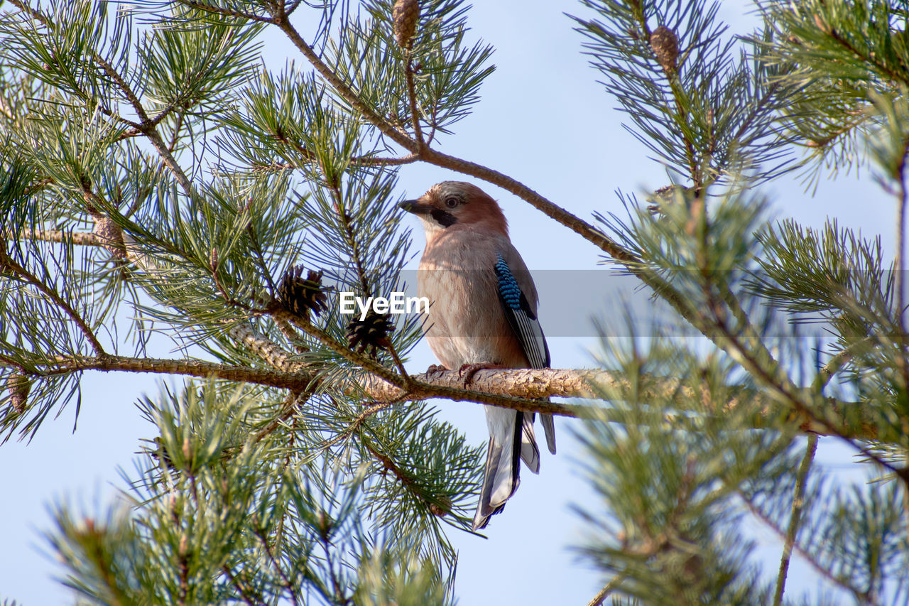 Eurasian jay perching on a pine tree branch