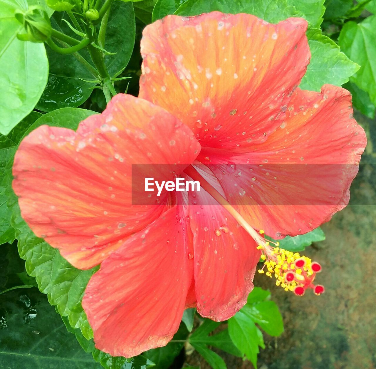 CLOSE-UP OF FRESH RED HIBISCUS BLOOMING IN WATER