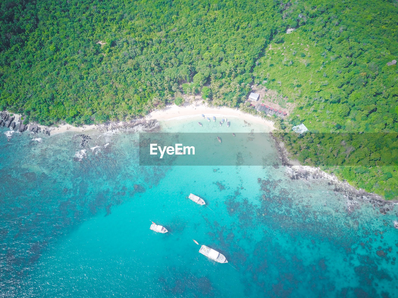 Aerial view of trees and sea
