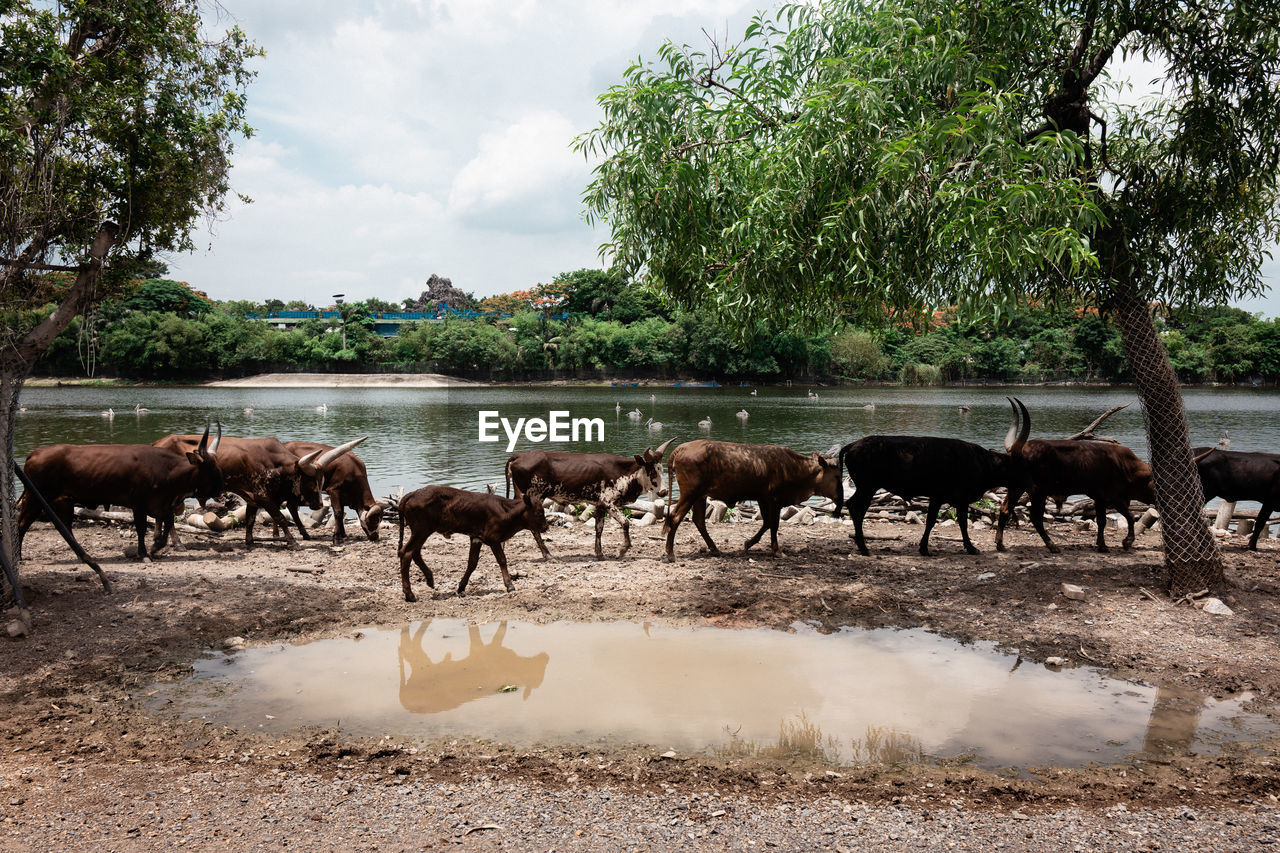 Bison in free range farm