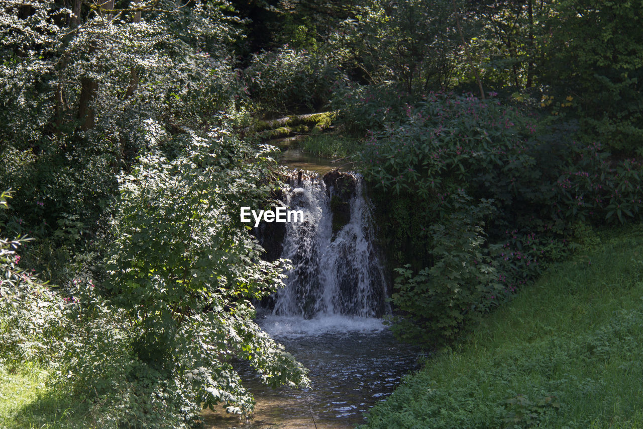 VIEW OF WATERFALL IN FOREST