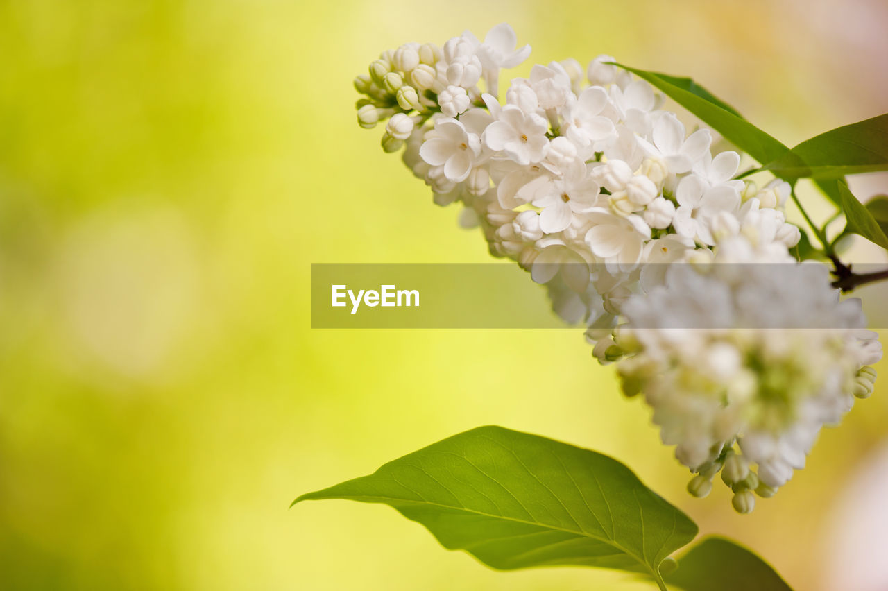 Close-up of white flowers growing outdoors