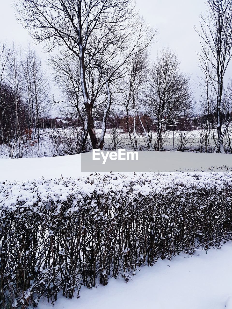 CLOSE-UP OF BARE TREE AGAINST SNOW