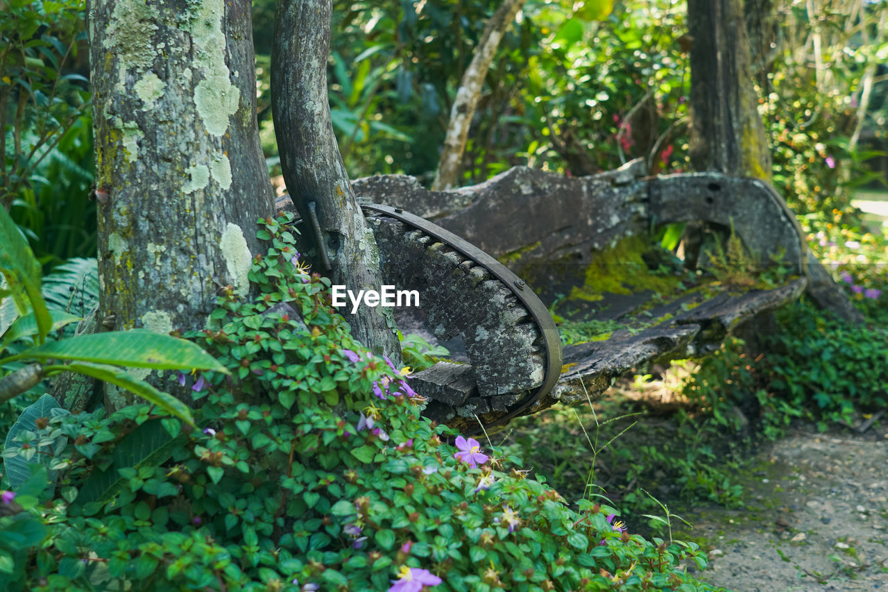 Plants growing by tree in forest