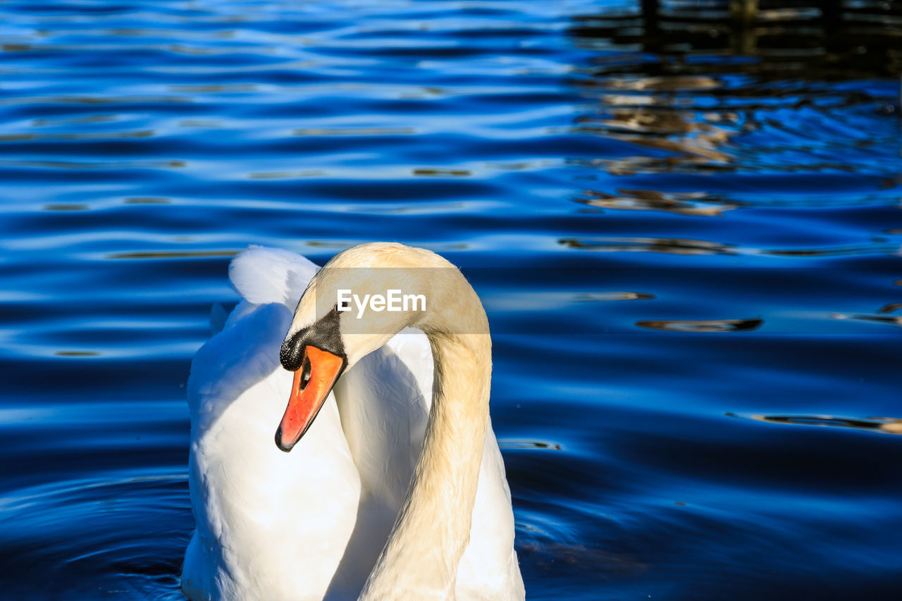 SWAN FLOATING ON LAKE