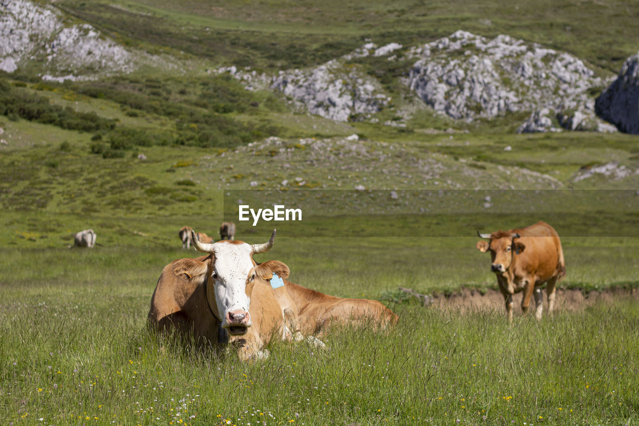Brown cow with white face resting in the pasture and behind her another cow standing ruminating