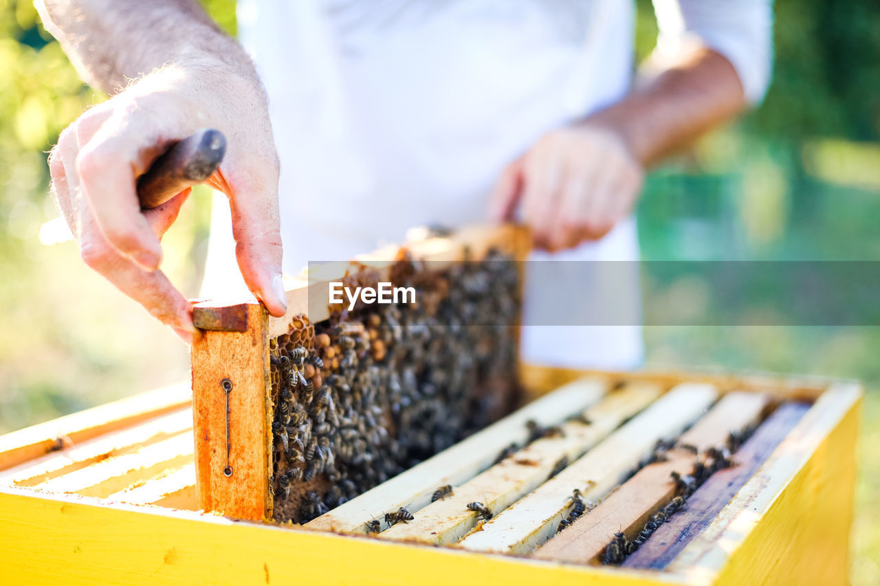 Midsection of beekeeper holding beehive